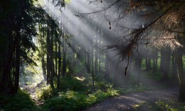 На тропинке / Петербург. Шуваловский парк