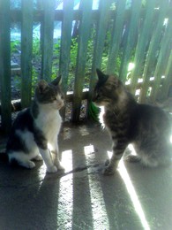 серьезный разговор / ...