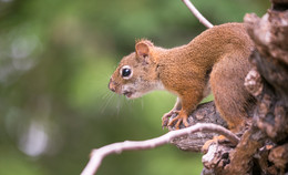 American red squirrel / Красная белка[2] (лат. Tamiasciurus hudsonicus) — вид грызунов семейства беличьих, наиболее распространённый и характерный представитель рода красных белок. Научное видовое название «hudsonicus» дано животному в честь Гудзонова залива, места, в котором оно было впервые описано[3].