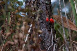 Усталость / Устала природа, меняются краски.
Лето уходит, как будто бы гость.