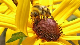 пчелка / пчела на цветке