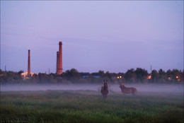 Утренняя Зорька / Утро , туман, лошади