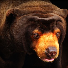 Малайский медведь / Шанхайский зоопарк, Китай