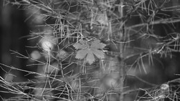 Чёрно-белая осень. / Осень.