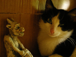 ... если бы молодость знала... / если бы старость могла...