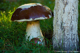 Белый гриб / Огромный белый гриб возле березы... Хм...