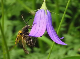 Акробатический этюд. / Насекомые и жуки садятся на цветы и пьют нектар.