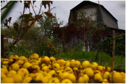 Покинутый дом... / Снимал осень в саду на прошлой неделе...