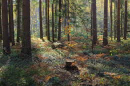 Осенний лес / Прогулки по осеннему лесу