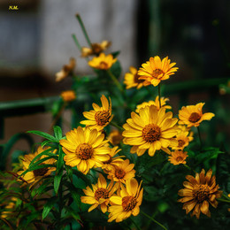 Осенние цветы / SONY ILCE-6000 camera lens SEL50 F/2.5 SO 100