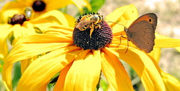 подружки / лето, пчела и бабочка вместе