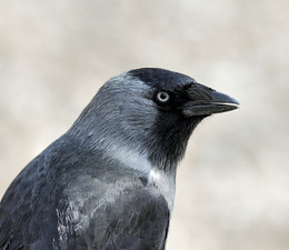 Пронзая взглядом... / ***