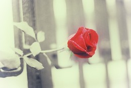 В десяточку / парла пю пьяно !