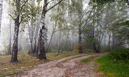 Туман / Осенний,туманный лес......