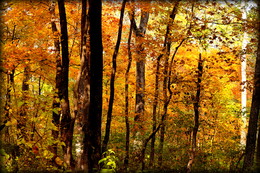 Это золото осеннее... / Кленовый, золотой лес. Осень. Приморский край.