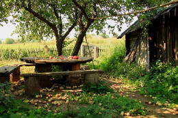 Старый яблоневый сад / ***