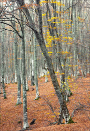 Листья закружат, листья закружат и улетят ...... / Крым, осень,лес