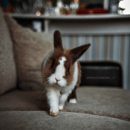 Кролик / Домашний кролик Лёля