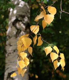 Осенний яркий лист... / ... в березовой тени