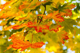 Осень / Золотая осень