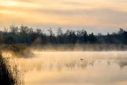 Утренний туман на озере / Озеро парка Победы.