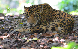 "Жарко и СЫТАЯ" / Главное не дышать ,но взгляд был прямо в объектив.Мексиканец ,чуть не умер -когда я спустил затвор