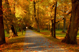 Осенний парк. Аллея. / Эстония. Таллин. Парк Кадриорг.