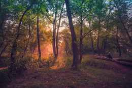 На лесной поляне / ***