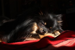 Портрет моей собаки / На закате солнца.