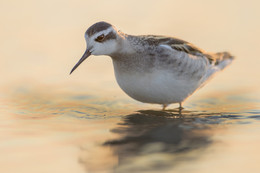 "На закате" / Работа в болотах