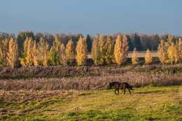 Осенний марафон / Осенний пейзаж с лошадью