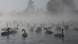 озеро Светлое / Туманное утро на лебедином озере