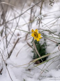 ромашка на снегу / последняя ромашка в этом году