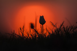 "Степной тюльпан"(Утро-3) / работа в степи