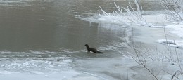 Встреча с лесной красавицей / Присела на берегу таежной речки и слушала звуки природы,
вдруг на горизонте появилась норка,осмотрелась,
направилась в мою сторону (я замерла,только успела достать фотик и даже настройки не изменила,боясь спугнуть ее) и нырнула в полынью.
Долго ждала ее появления с добычей, но увы...