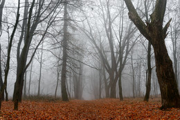 Туманное... / Однажды ноябрьским туманным утром... Парк Реадовка, г. Смоленск.