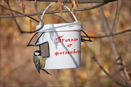 Кафе для птиц). / Снимок сделан в Царицыно. Где много птичек, которых с удовольствием, не только снимают, но и подкармливают фотолюбители.)