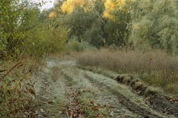 Утро в октябре / Рассвет на Кубани. Первые лучи солнышка дотронулись до верхушек деревьев.