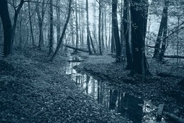 Утренняя / осень, утро. туман