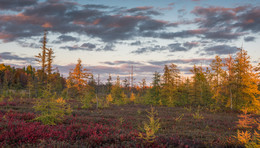 Mer Bleue Bog / Transparent Autumn