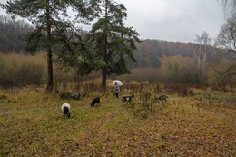 &nbsp; / Осенняя дождливая картинка с козами.