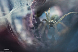 логово / На снимке воронковый паук, более подробно об этом пауке и получении фото можно узнать на - http://www.youtube.com/watch?v=ZhhsV1AVfu0
