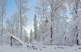 Вот-вот... / Мишки спать ушли, дерево осталось... Все замело. Зима, однако.