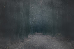 туман / лес, туман, поздняя осень