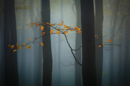 Осеннее настроение / Осень в лесу
