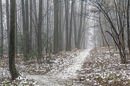 Поздняя осень / Осенний лес