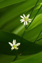 Линии судьбы / Микромир