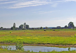 деревенский пейзаж / моя деревня,утро,коровки,луг