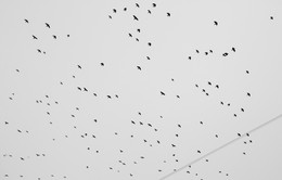 &nbsp; / Фото конечно можно использовать как коллаж, наложение для чего-нибудь, но вспоминая тот момент, как эти птицы летели над городом и слышен был шелест их крыльев.. я просто оставлю это для себя.