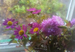 ноябрьское утро / хризантемы на окне